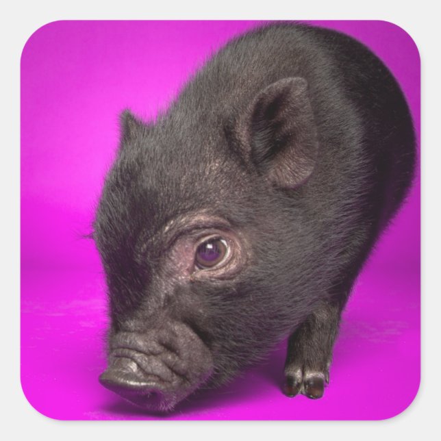 Baby-schwarzes Schwein Quadratischer Aufkleber (Vorderseite)