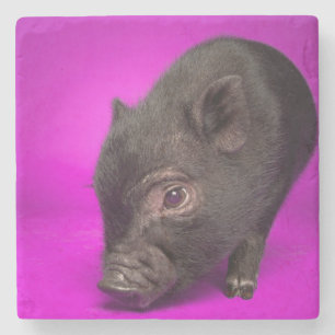 Baby-schwarzes Schwein Steinuntersetzer