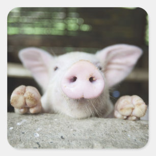 Baby-Schwein im Stift, Ferkel Quadratischer Aufkleber