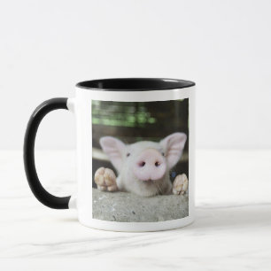 Baby-Schwein im Stift, Ferkel Tasse
