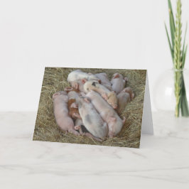 Baby-Schweine, Ferkel - niedliche Baby-Tiere Karte