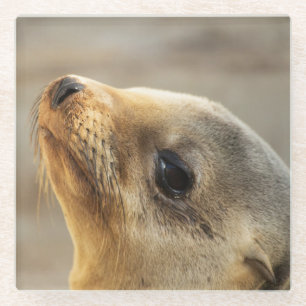 Baby Sea Lion Face Glasuntersetzer