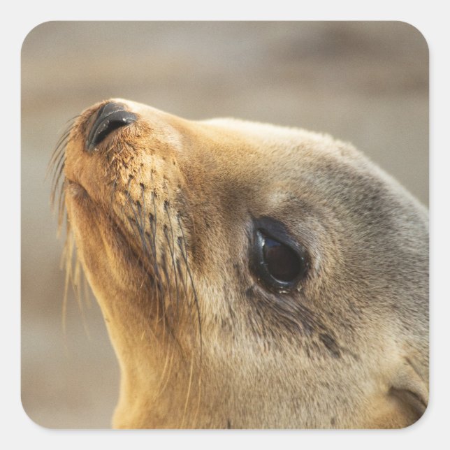 Baby Sea Lion Face Quadratischer Aufkleber (Vorderseite)