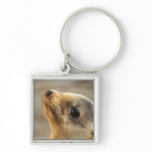 Baby Sea Lion Face