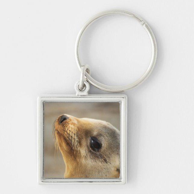 Baby Sea Lion Face Schlüsselanhänger (Vorne)