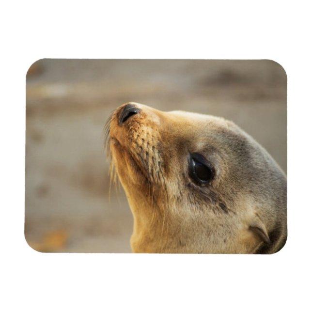 Baby Sea Lion Gesicht Magnet (Horizontal)