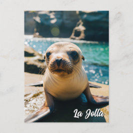 Baby Sea Lion La Jolla California Carte postale