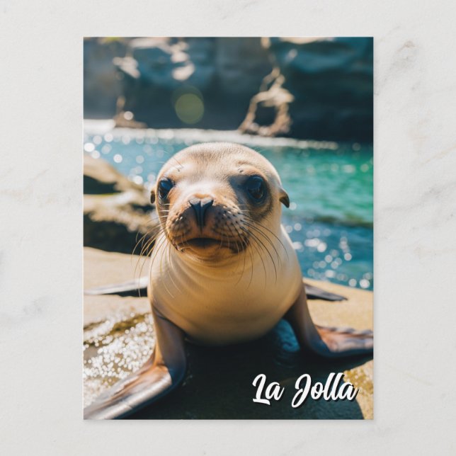 Baby Sea Lion La Jolla California Carte postale (Devant)