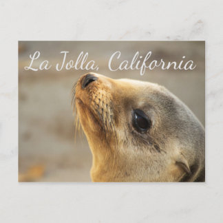 Baby Sea Lion, La Jolla California Postkarte