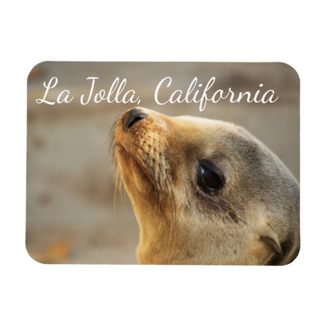 Baby Sea Lion, La Jolla, Kalifornien Magnet (Horizontal)