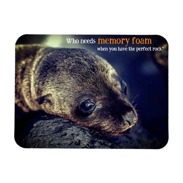 Baby Sea Lion Magnet (Horizontal)