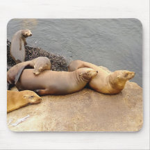 Baby Sea Lions
