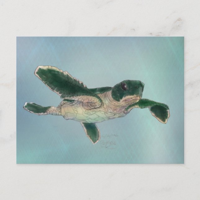 Baby Sea Turtle Postkarte (Vorderseite)