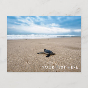 Baby Sea Turtle sur la plage Carte postale
