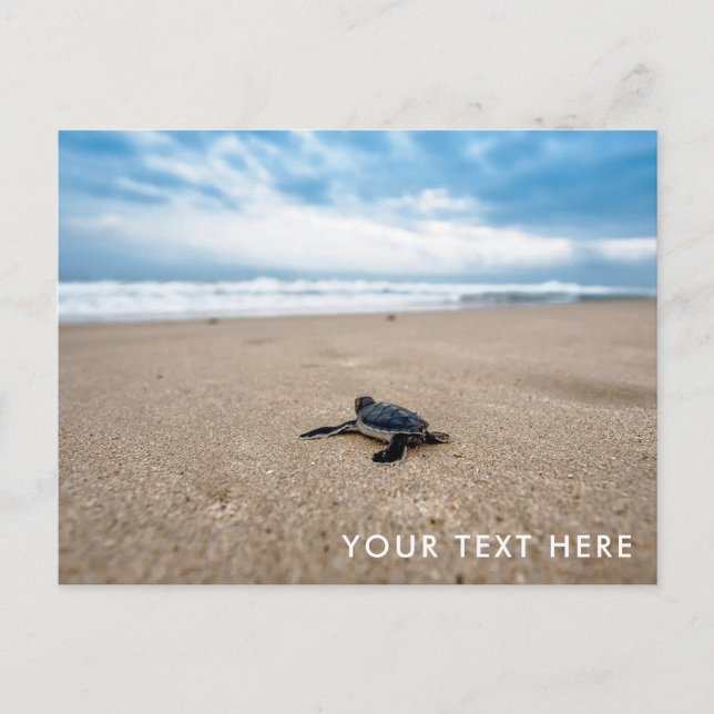 Baby Sea Turtle sur la plage Carte postale (Devant)
