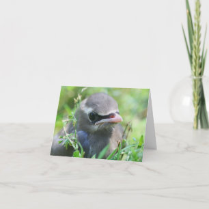 Baby Seidenschwanz Vogel Tier Fotografie
