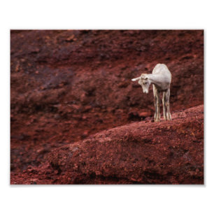 Baby Sheep auf roten Felsen Fotodruck