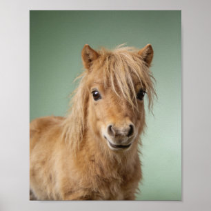 Baby Shetland Pony Porträt – Süßes Kinderzimmer Ti Poster