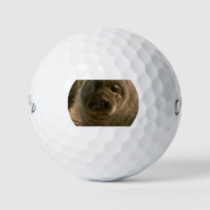 Baby Siegel gegenüber Golfplätzen Golfball