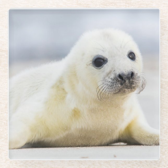 Baby-Siegel Getty Bild-| Glasuntersetzer (Vorderseite)