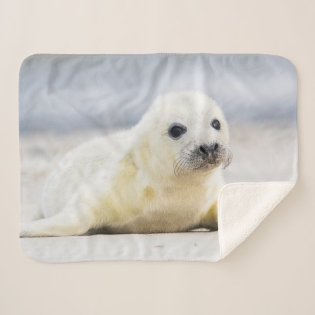Baby-Siegel Getty Bild-| Sherpadecke (Vorderseite (Horizontal))