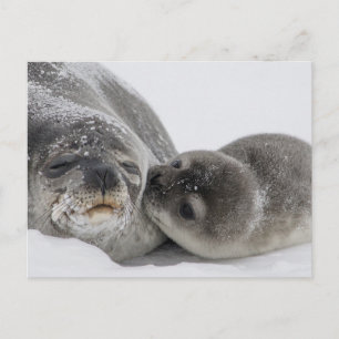 Baby Siegel Kissing Mama Postkarte