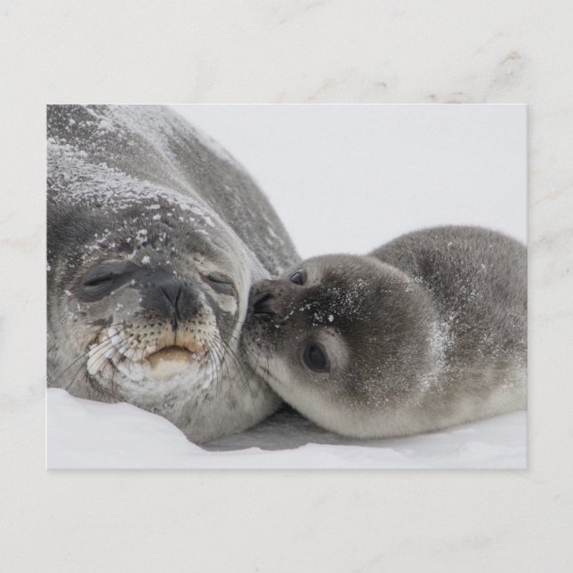 Baby Siegel Kissing Mama Postkarte (Vorderseite)