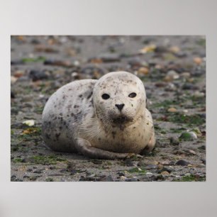 Baby Siegel on Beach Poster