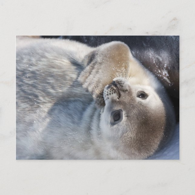 Baby Siegel Postkarte (Vorderseite)