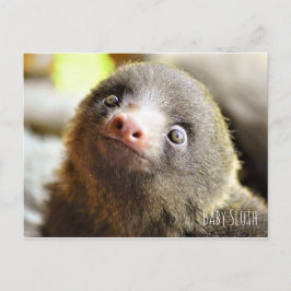 Baby Sloth Postcard Postkarte