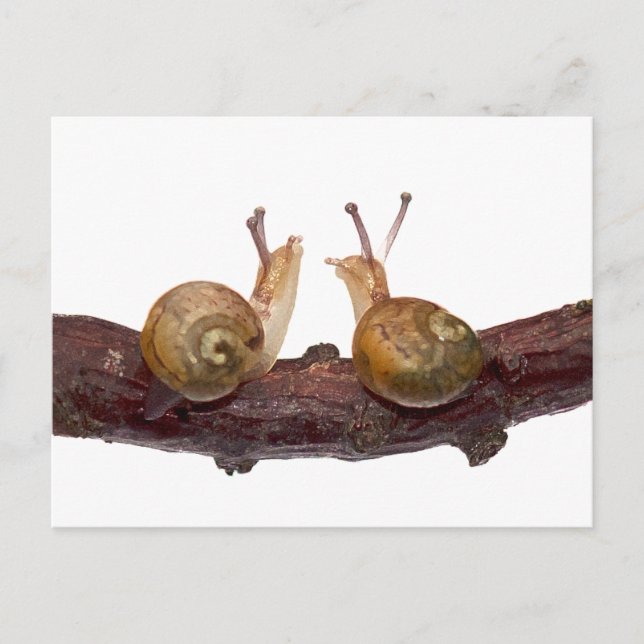 Baby Snail Talk Postcard Postkarte (Vorderseite)