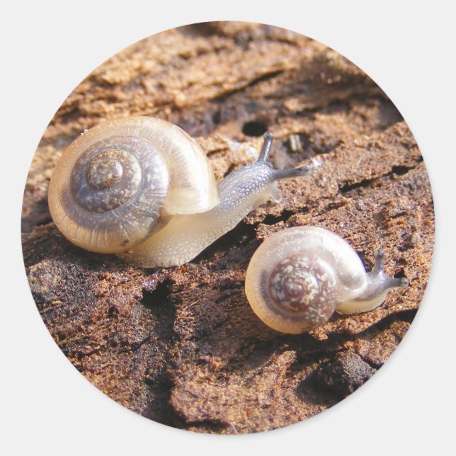 Baby Snails Sticker (Vorderseite)