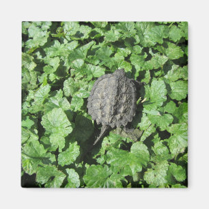 Baby Snapping Turtle Magnet