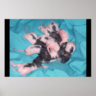 Baby-Stapel Poster