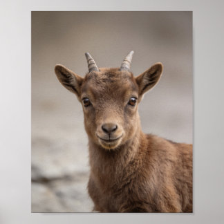 Baby Steinbock-Porträt – Süße Kinderzimmer-Tier-Wa Poster