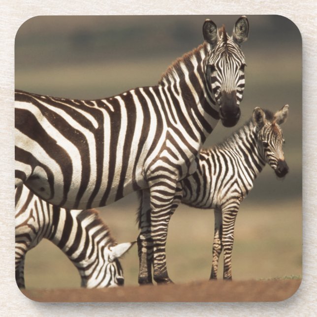Baby Steppenzebra mit Mutter Getränkeuntersetzer (Vorderseite)