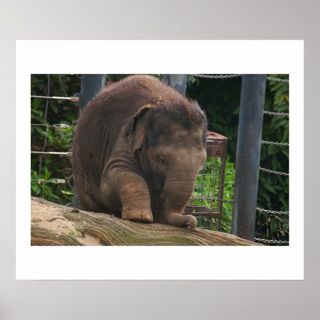 Baby Steps Poster (Vorne)