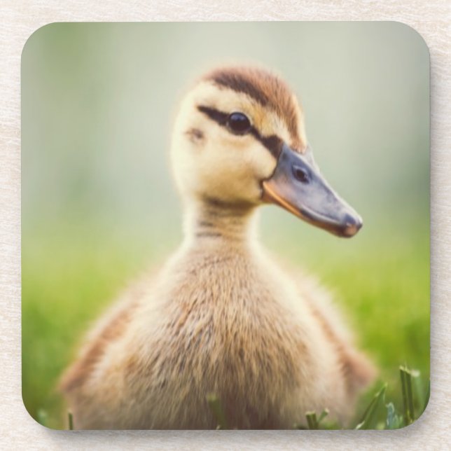 Baby-Stockenten-Ducken Getränkeuntersetzer (Vorderseite)