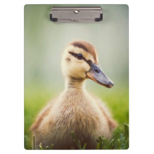Baby-Stockenten-Ducken Klemmbrett
