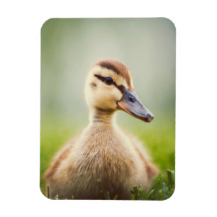 Baby-Stockenten-Ducken Magnet