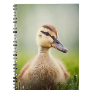 Baby-Stockenten-Ducken Notizblock