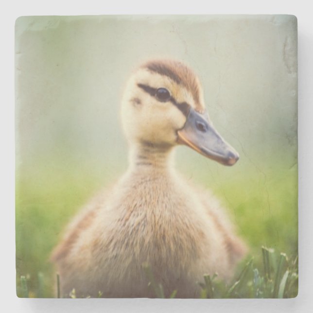 Baby-Stockenten-Ducken Steinuntersetzer (Vorderseite)