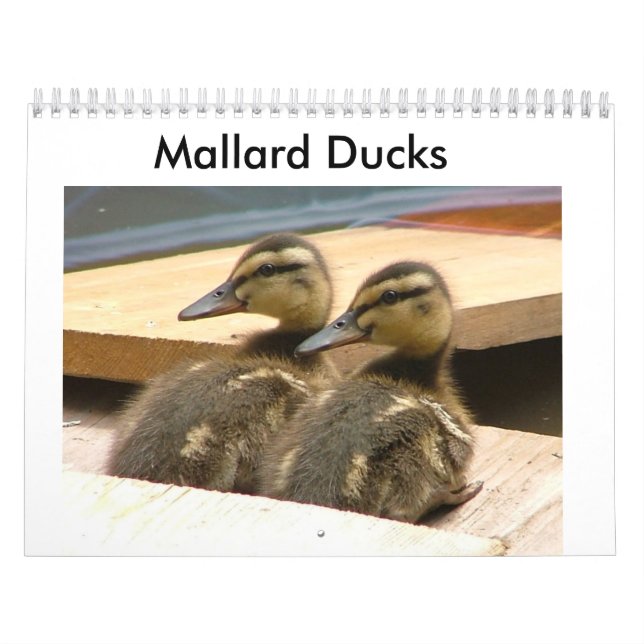 Baby-Stockenten-Enten Kalender (Titelbild)