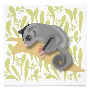 Baby Sugar Glider Fotodruck