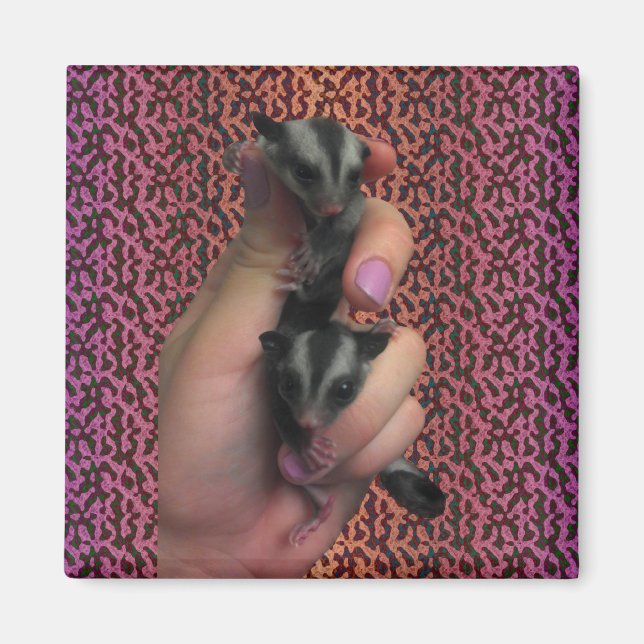 Baby Sugar Glider Magnet (Vorne)