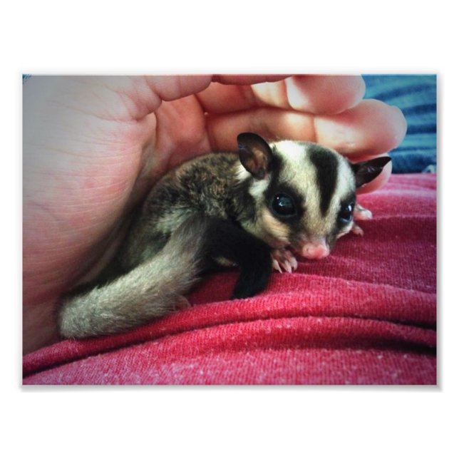 Baby Sugar Glider Print Fotodruck (Vorne)