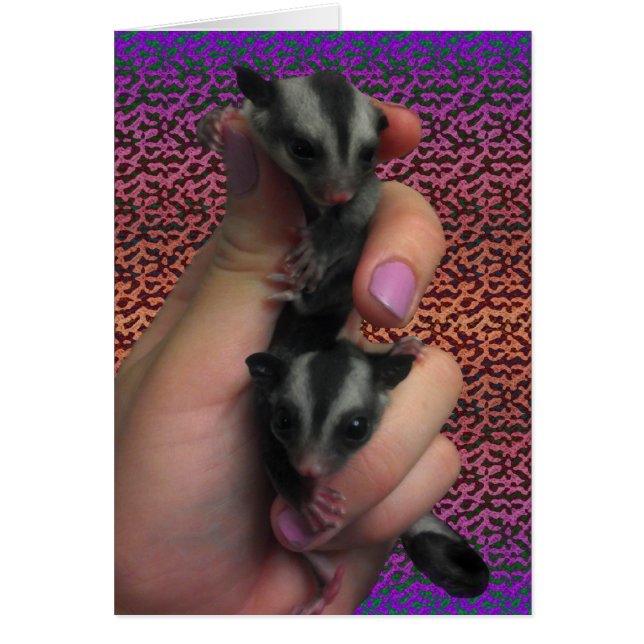 Baby Sugar Gliders Card Attente Carte Twins (Devant)