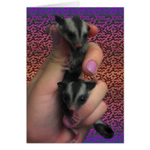 Baby Sugar Gliders Card Expecting Twins Card