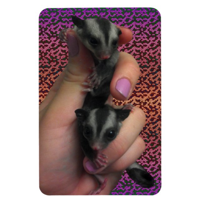 Baby Sugar Gliders Foto Magnet (Vertikal)