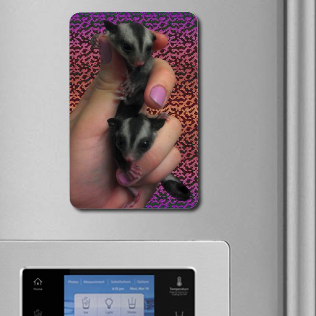 Baby Sugar Gliders Foto Magnet (Baby Sugar Gliders Photo Flexible Magnet)